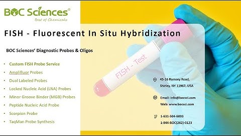 FISH - Fluorescent In Situ Hybridization - Custom FISH Probes - BOC Sciences - Nucleic Acid Probes