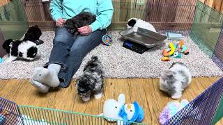 Dazzels Schnoodle puppies (1 still available) March 26, 2024 by WindyHillKennelcg 647 views 3 weeks ago 16 minutes