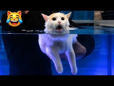 Dramatic Cats 🤣 | Try not to Laugh Challenge 😂👍