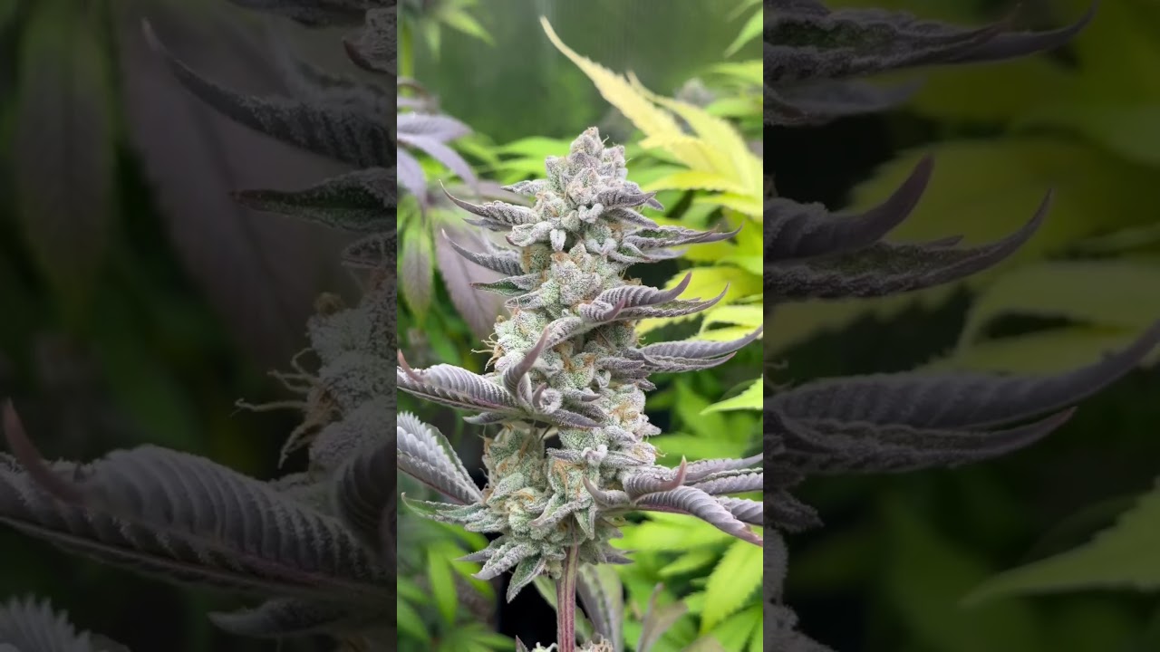 Sugar Cane - gostei desse feno 😋