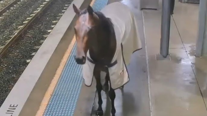 Lone Horse Boards Australian Train