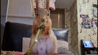 Белка сходит с ума по одуванчикам!!! 🤣 The squirrel loves dandelions