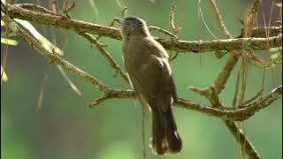 Suara Burung Bulbul Himalaya