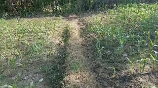 Cuka bambu untuk jagung. Hasilnya memuaskan