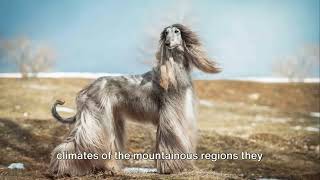 The Afghan Hound: A Glamorous and Independent Dog Breed