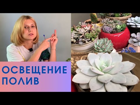 Суккуленты: уход, свет, полив, температура для суккулентов.