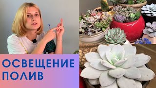 Суккуленты: уход, свет, полив, температура для суккулентов.