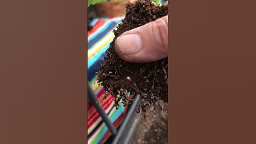 #Soil-Blocks.  New #Seedling Method for Vegetable Garden