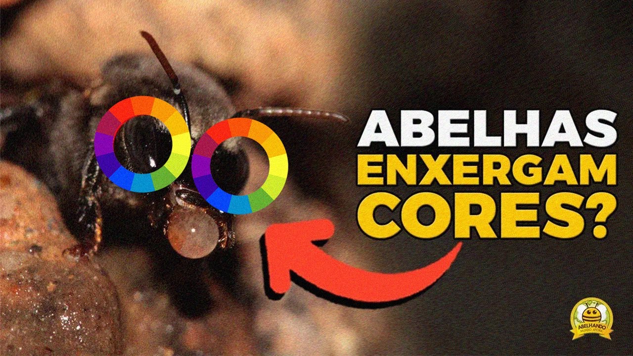 as-abelhas-enxergam-cores-youtube