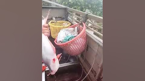 Vlogs 262 Bồi cá - Hồ Câu Tân Bình Dương 0865118773 KP3, P. Tân Định, Bến Cát, Bình Dương