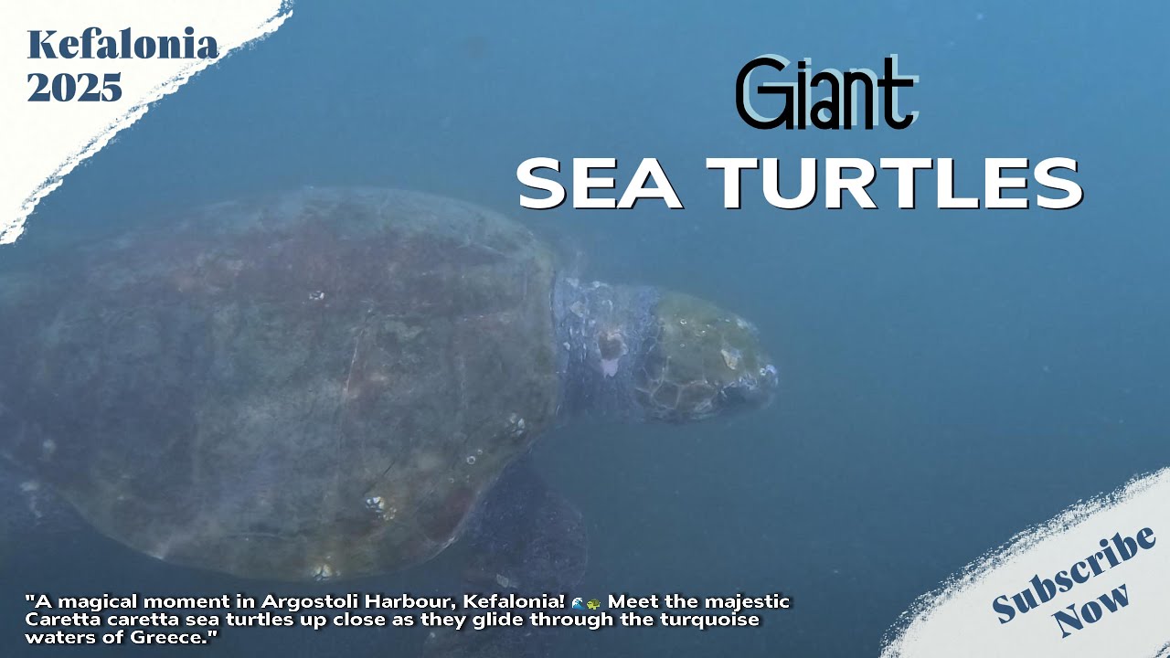 Giant Sea Turtles in Argostoli Harbour | Kefalonia, Greece