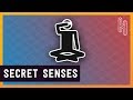 Why Humans Have More Than Five Senses