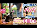 作業してたら、天使たちが大集合して動けなくなりました…【子猫先住猫】