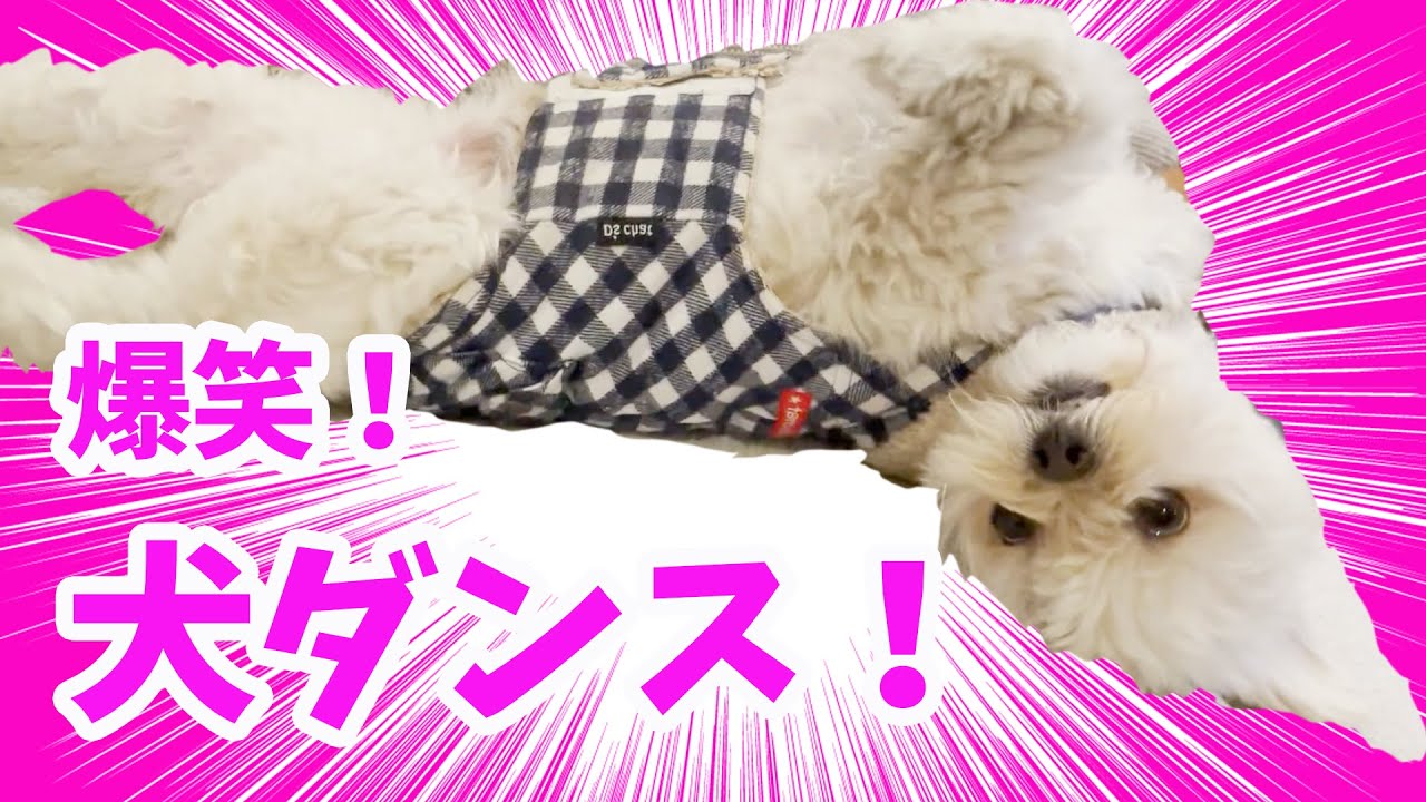 オススメ動画 犬のダンスを集めたらハッピーになった おもしろ犬動画 Lol I Was Happy When I Collected The Dog Dances Dog Video Youtube