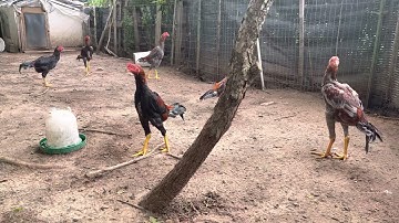 Qaib 14k + hippo daughter’s son 4 months