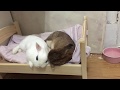 Кролики Айви и Дэйзи на кроватке. Bunnies Ivy and Daisy on their own bed.