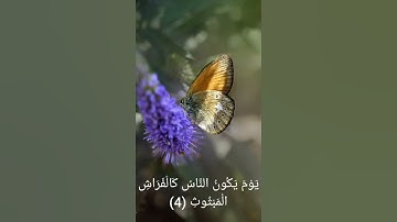 سورة القارعة بصوت الشيخ أحمد العجمي🌼🖤