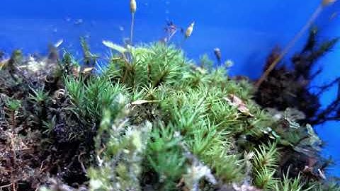 video B polytrichum