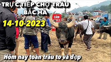 TRỰC TIẾP CHỢ TRÂU BẮC HÀ NGÀY 14-10-2023 || GIÁ TRÂU BÒ HIỆN NAY TẠI CHỢ PHIÊN