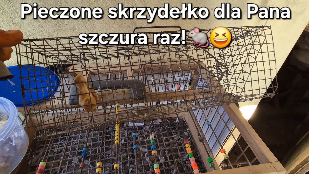 Życiowy rollercoaster🤯 Zastawiłem żywołapkie na szczura 😬 Koralik dla nowych par😉Wiosna nadchodzi 😍