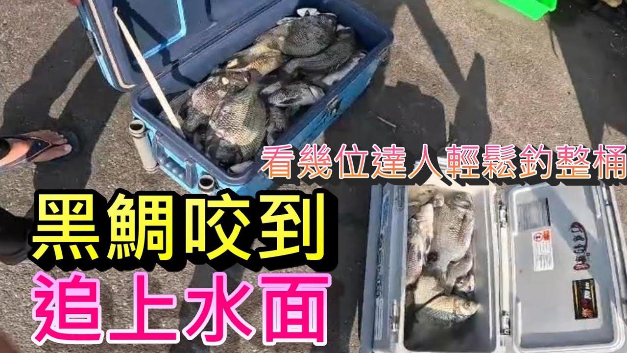 看幾位達人黑鯛輕鬆釣整桶 黑鯛多到從底部追上水面｜クロダイ｜감성돔｜ ตกปลา