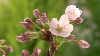 Footage / Футаж - Sakura in Japan / Сакура в Японії / Сакура в Японии