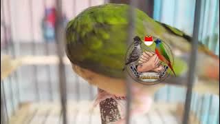 Anak burung Binglis PTPF