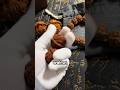 Mengapa Banyak Orang Di China Muterin Kacang Kenari Di Tangan?