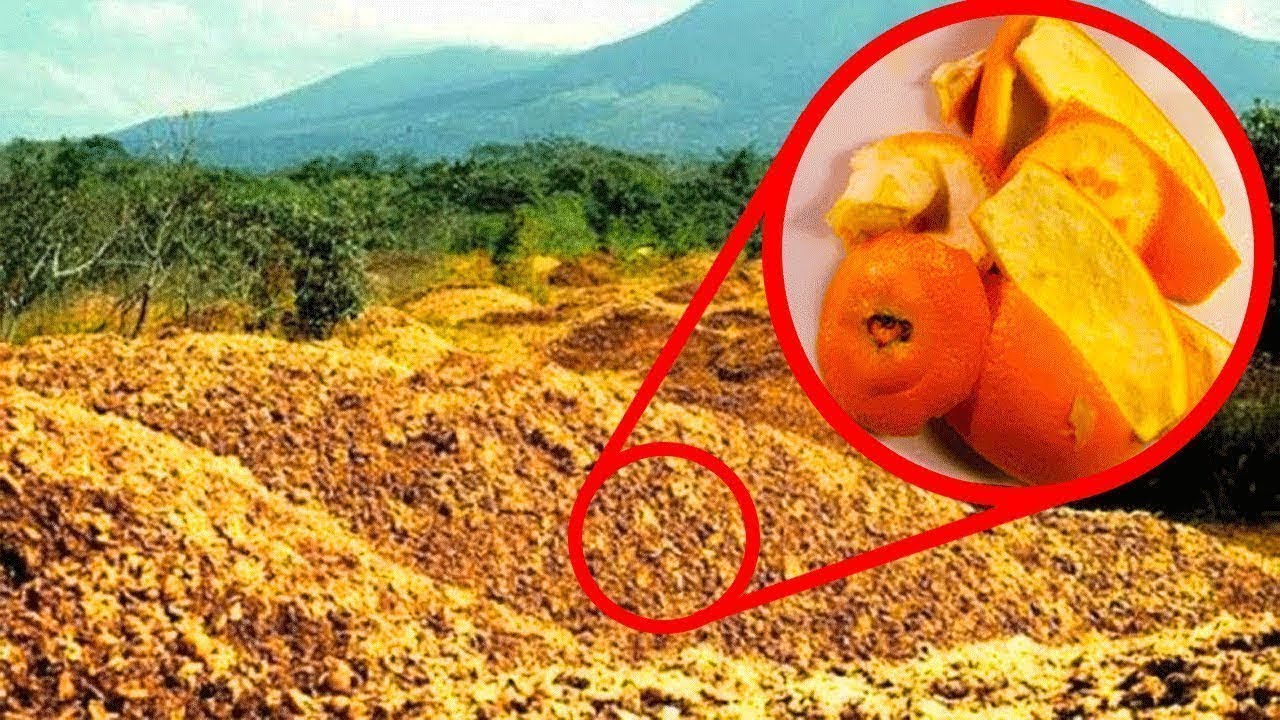 They Threw 12,000 Tons Of Orange Peels In A Forest picture pic