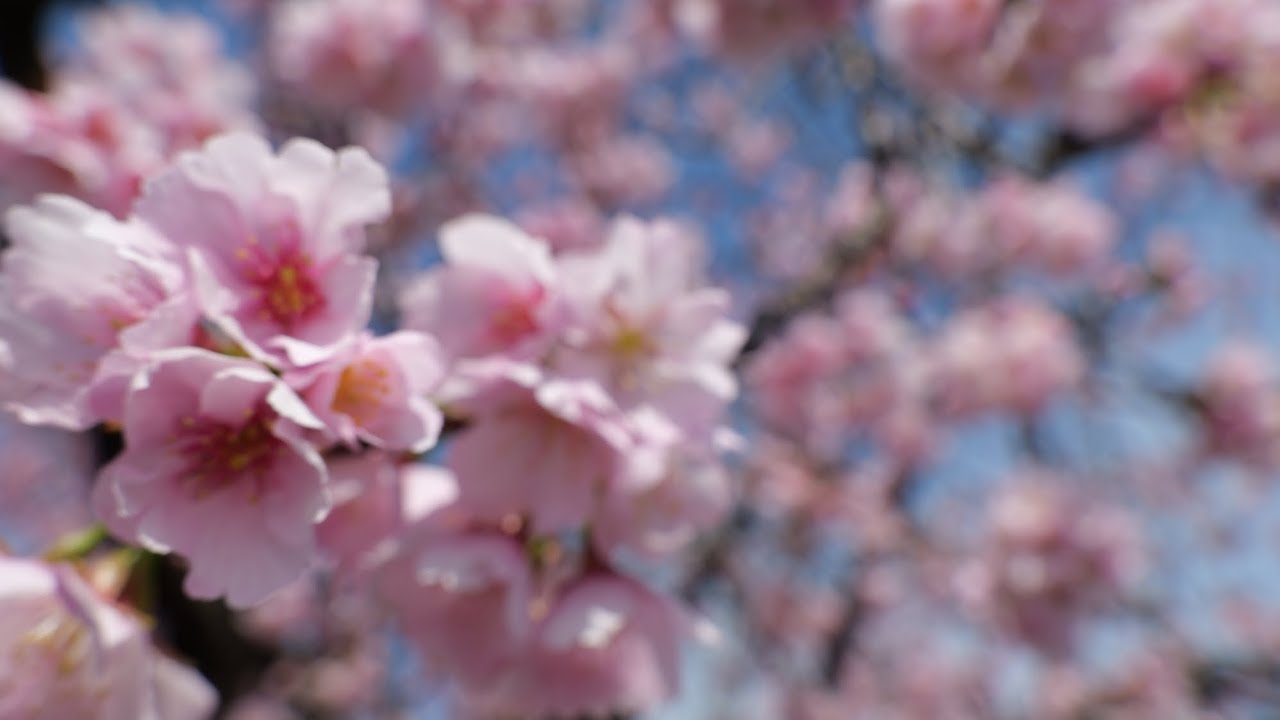 フォトウォーク散歩動画　2026/3/1 SUN  Shot on LUMIX S9