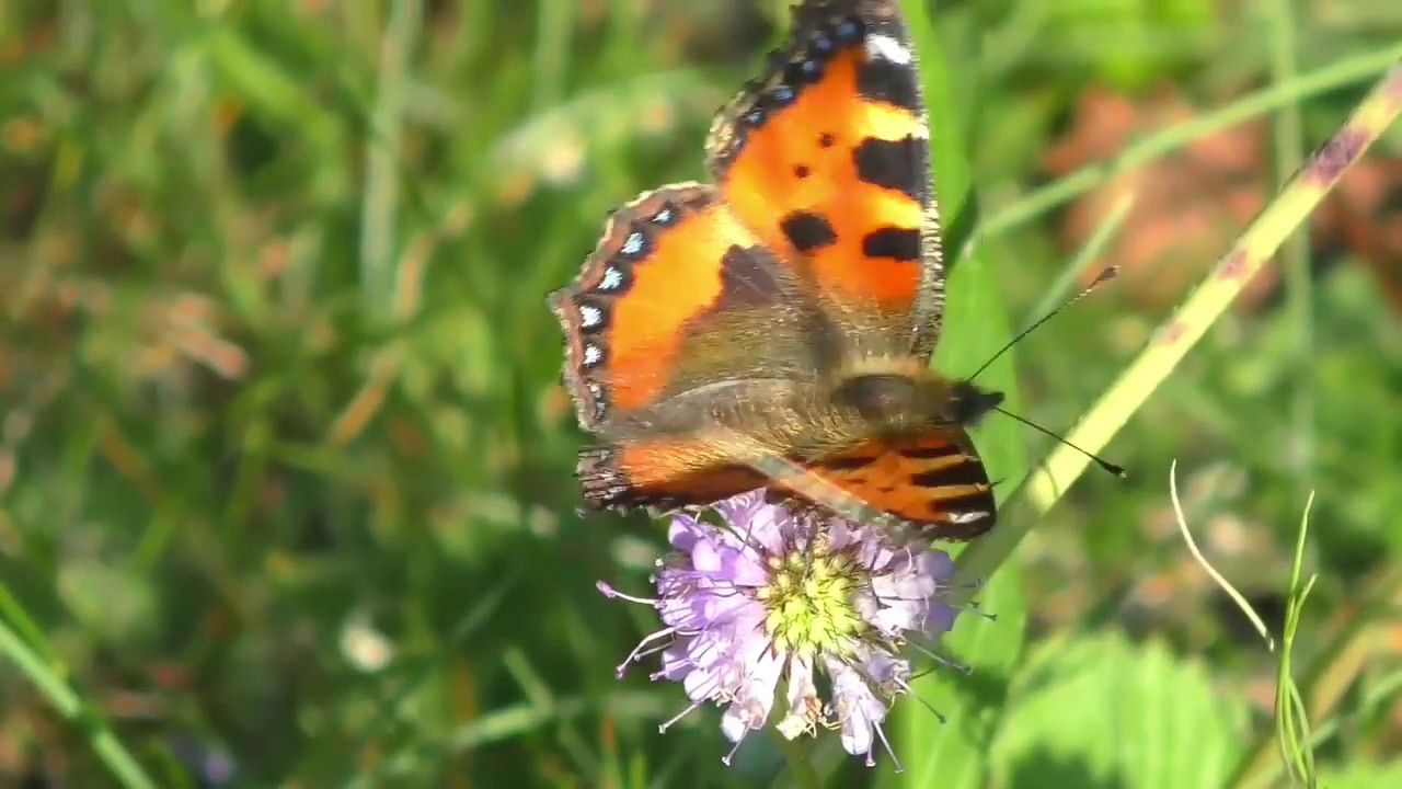 Wonderful Butterfly Flying in Slow Motion YouTube