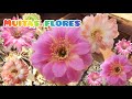 Flores da semana . Um tour maravilhoso com muitas flores lindas 💚🌵
