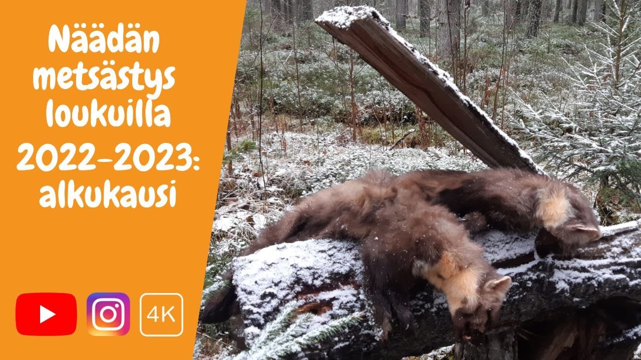 Näädän metsästys loukuilla 22-23: Alkukausi