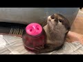 カワウソさくら 知育トイを使うも使い方が違う Educational toys and otters