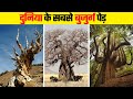 दुनिया के सबसे पुराने पेड़ । Most Oldest Trees in the World