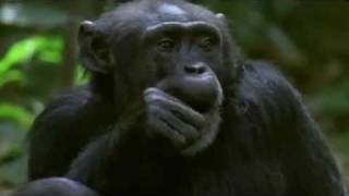 Could Humans breed with Chimpanzees?