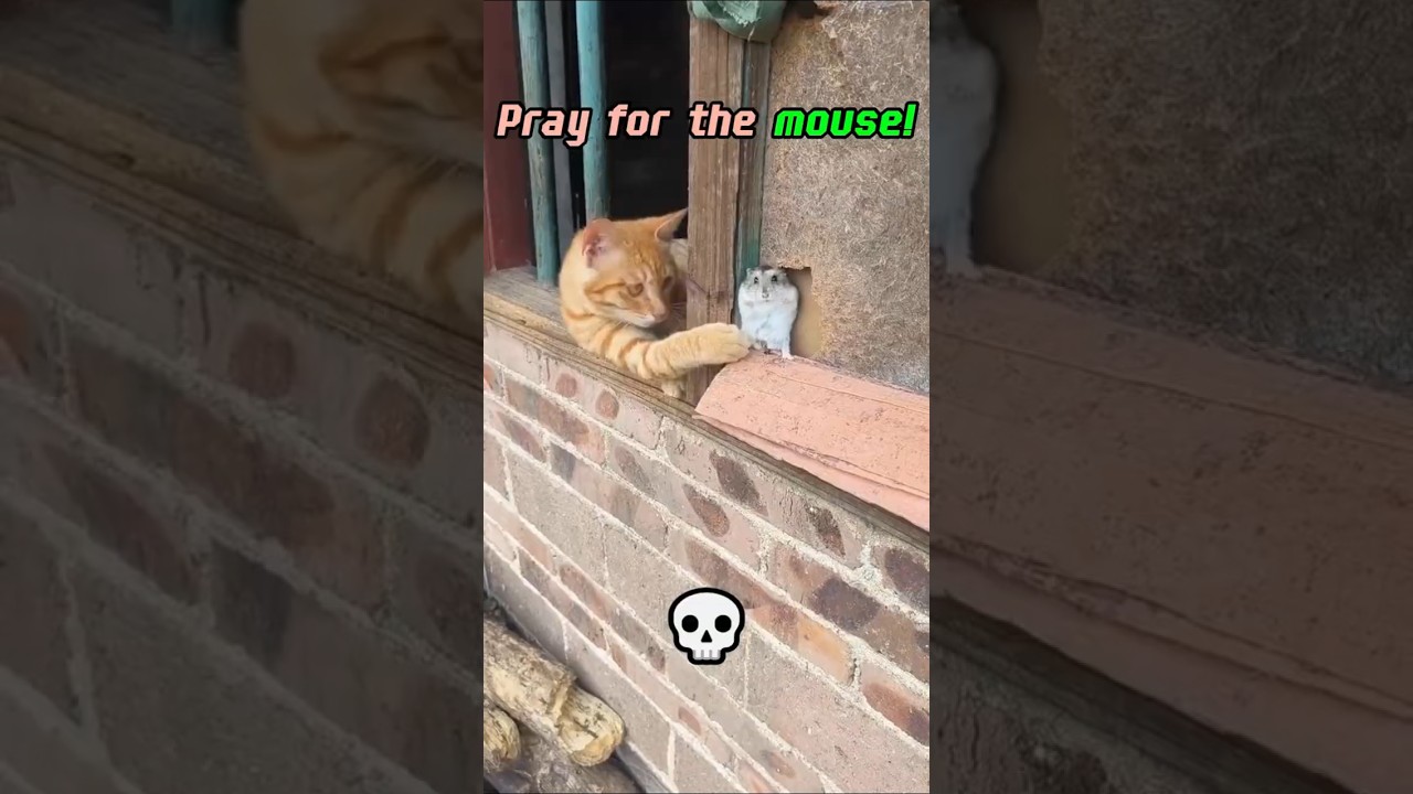 Cats vs Animals 🤣 😾