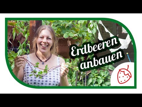 Video: Erdbeerpflanzen mit wurzelnackten Wurzeln - wurzelnackte Erdbeeren lagern und pflanzen