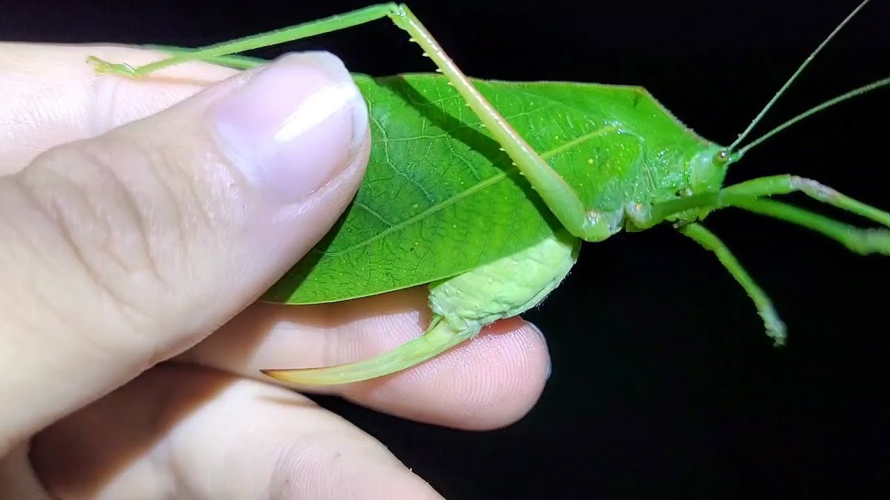 Female Phyllophorinae sp. signaling in Papua