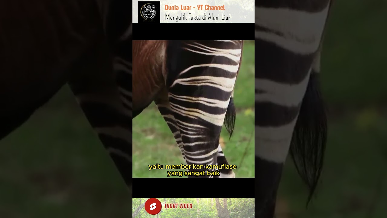 Ini rusa atau zebra?? 