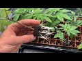 How to Clone Cannabis - Apical vs Axillary cuttings