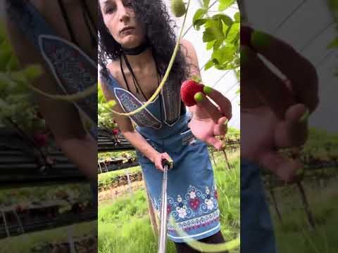 Strawberry picking flip flops bare foot walking earthing