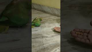 Gussa😡🦜talking parrot Tanu🥰#viralshorts#funny #comedy #talkingparot#parrot #mithukibatain#pets#cute