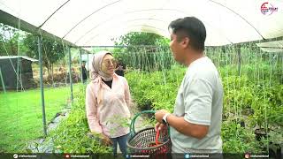 Tanaman cili & tomato fertigasi, bangkit semula selepas PKP (TEKUN Nasional) Tanaman cili & tomato fertigasi, bangkit semula selepas PKP (TEKUN Nasional)