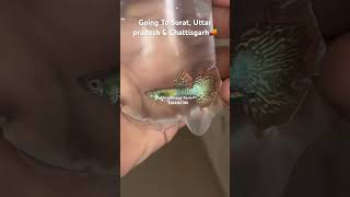#explore #fish #fishkeepinghobby #viral #youtube #shorts #travel #hobby #guppy #breeding #explorer