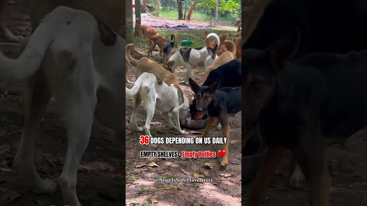Help Hungry Rescue Dogs Today | Dog Shelter Donations Needed 