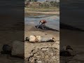 Hunter vs Crocodile Gone Wrong – Shocking Jungle Twist!#shortsvideo