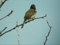 view Willow Flycatcher digital asset number 1