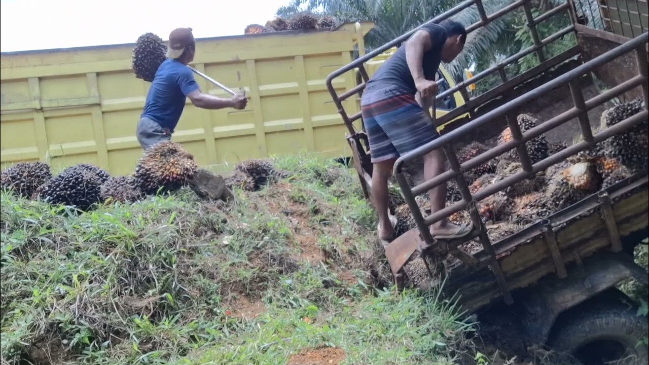 Muah buah mobil yang masuk paret