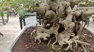 4 TP MY LY XUẤT SẮC CỦA NV TẬP CAU TẠI TL SVC HẢI PHÚ XÃ HẢI TIẾN TỈNH#svc Hải Sơn@